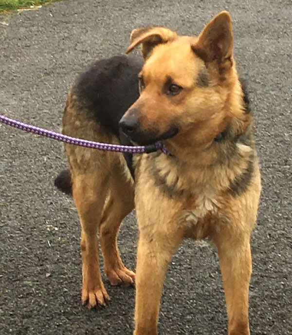 Despite a bad start in life, Andy the gsd adores people once he gets to know them.