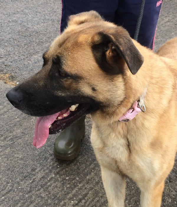 big cuddly annie gsd cross mastiff