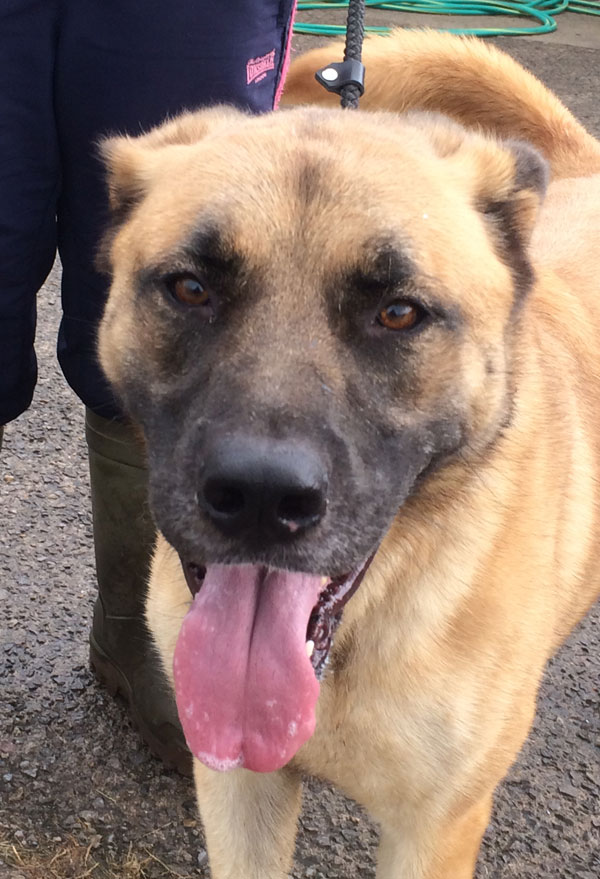 annie gsd mastiff who just wants to love you