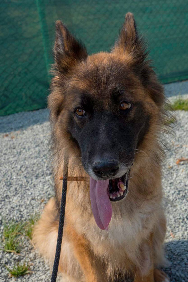 URGENT! German Shepherd Dog Anouk in Kennels CYPRUS @ GERMAN SHEPHERD