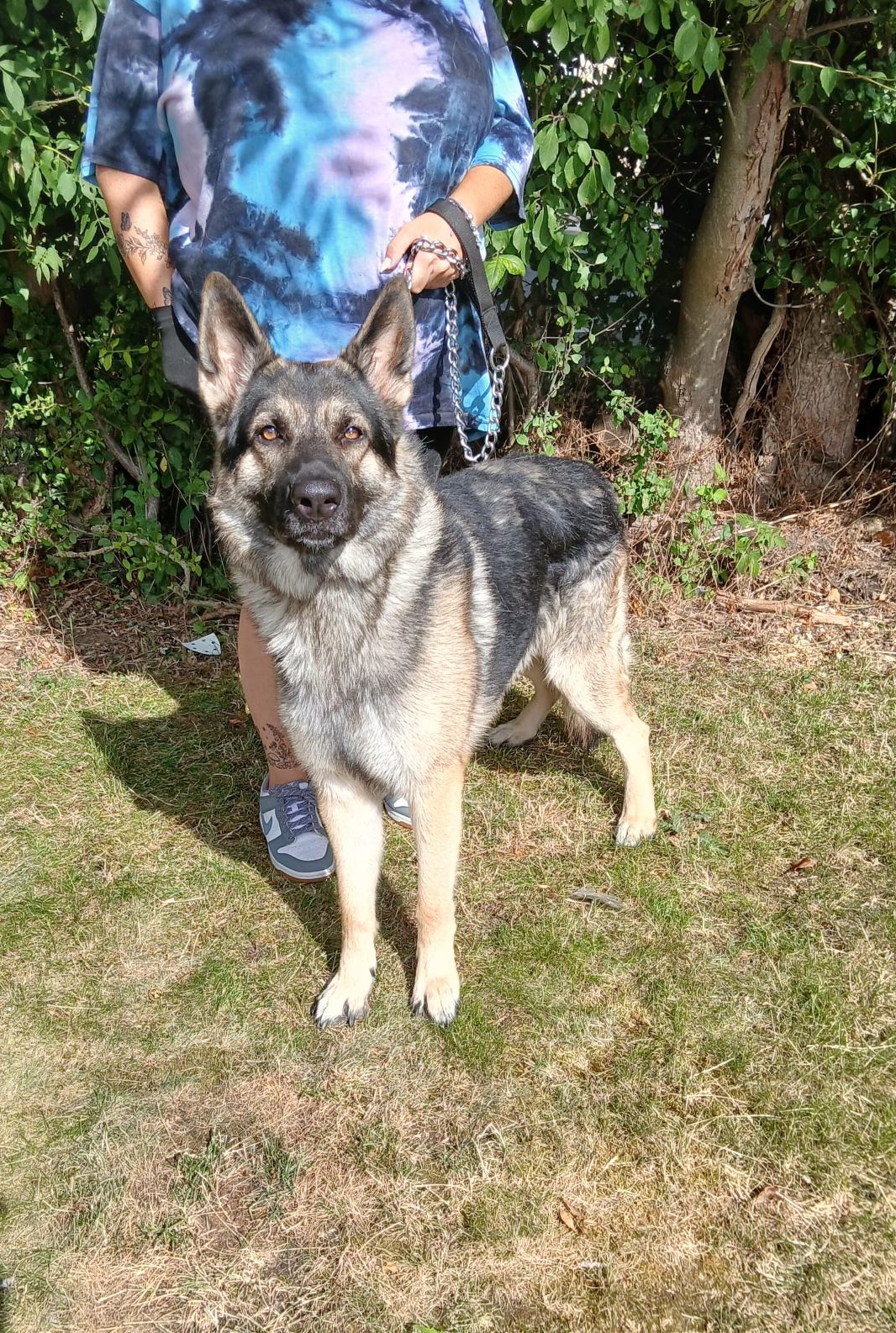 Apollo-Bedfordshire