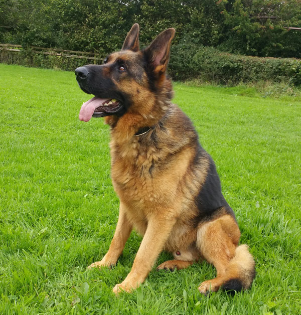 How handsome is Arnie the GSD?