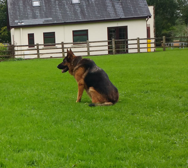 Arney demonstrating his sit stay