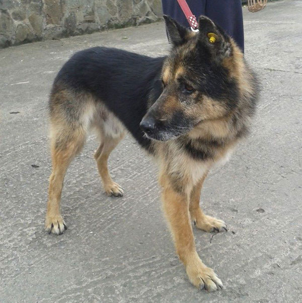 the scars on this gsd's face tell a story of a hard life