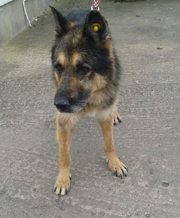 Arthurthe german shepherd is such a handsome older gent