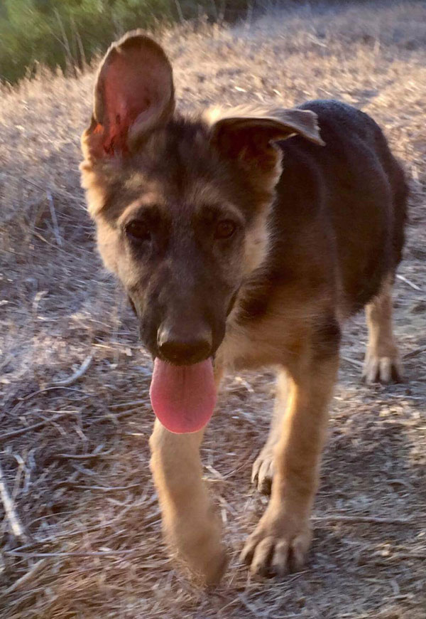 Sweet August the GSD puppy is seriously cute