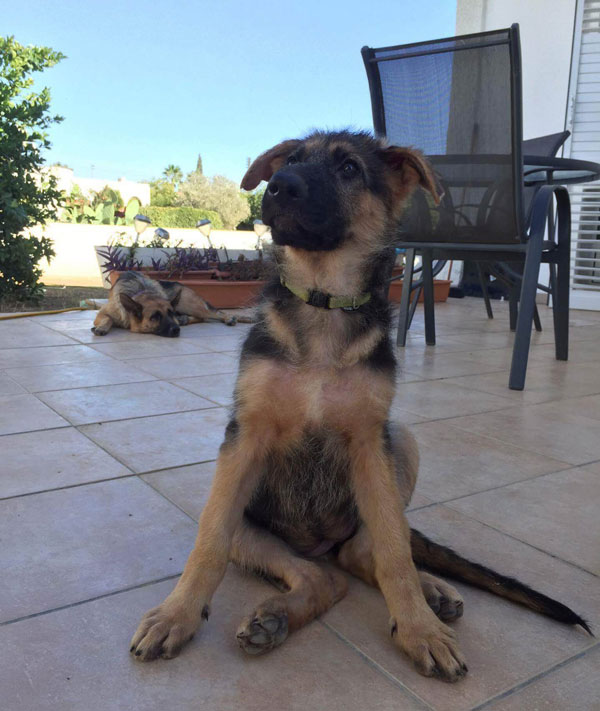 August doing a proper puppy sit