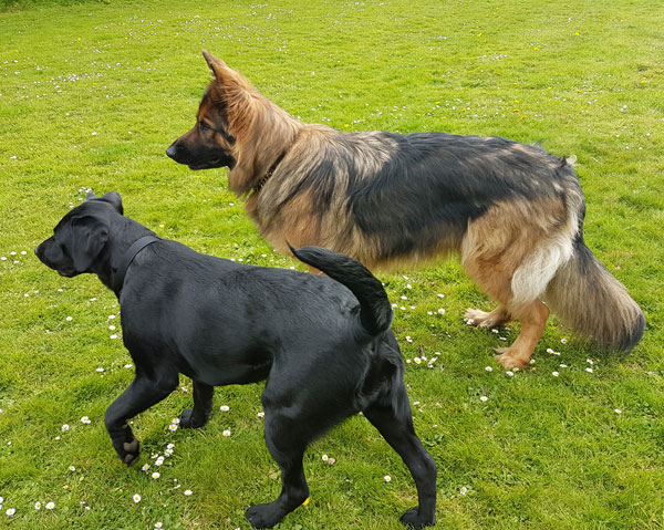 URGENT! German Shepherd Dog Ayla and Kali in Carmarthenshire @ GERMAN ...