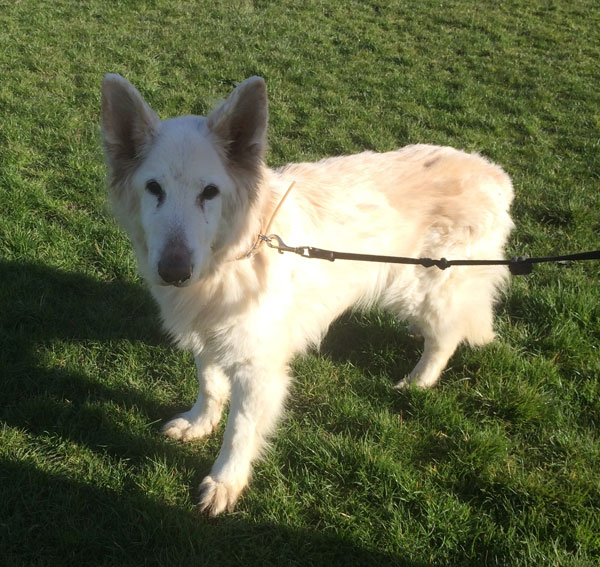 Babs is a lovely older white german shepherd looking for a new home