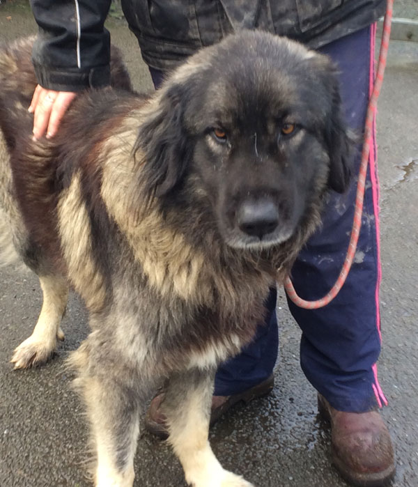 Baloo the caucasian shepherd is very thin and his coat needs attention