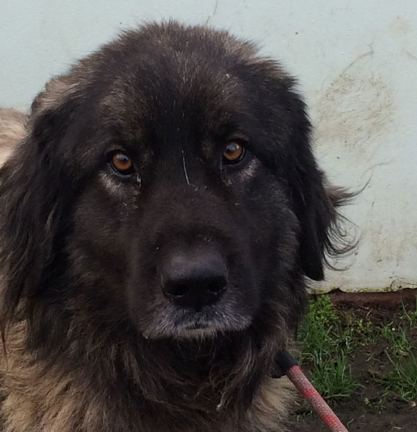 Baloo the caucasian shepherd giving his sad look