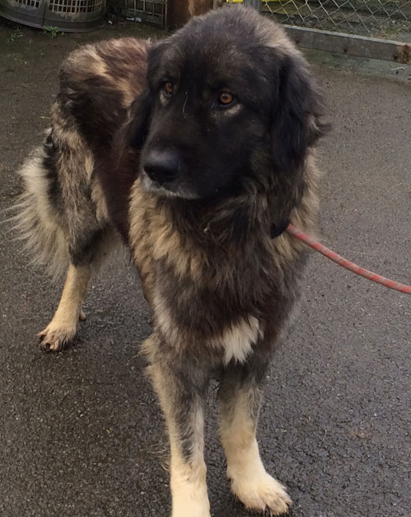 Baloo - caucasian shepherd lovely, lovely boy