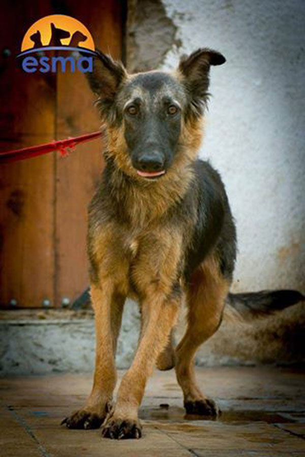 barid and appalingly treated three legged dog from Egypt