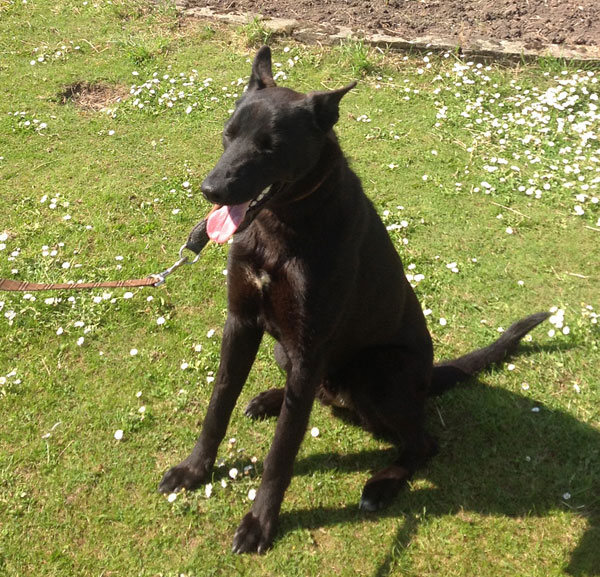 barnaby black german shepherd