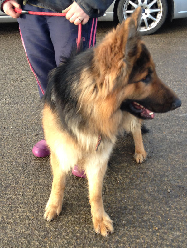 very handsome young gsd