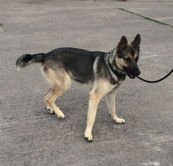 baron very handsome young german shepherd needing to find a home