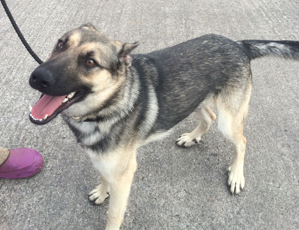 baron young gsd lucky to escape death row