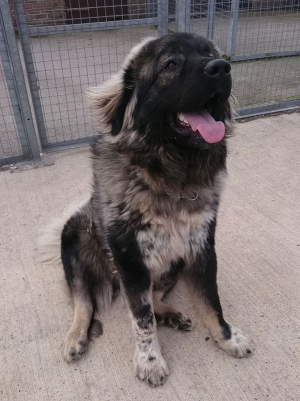 Bear the Caucasian Shepherd is such a handsome big boy