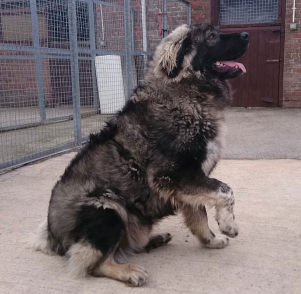 Bear loves attention and will do anything for a cuddle and fuss