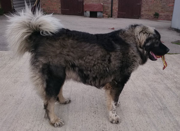 Bear the Caucasian Shepherd is a stunning dog