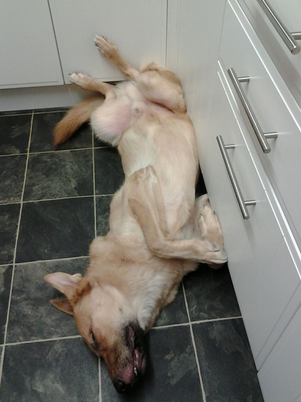 GSD Bear on his back with his legs in the air