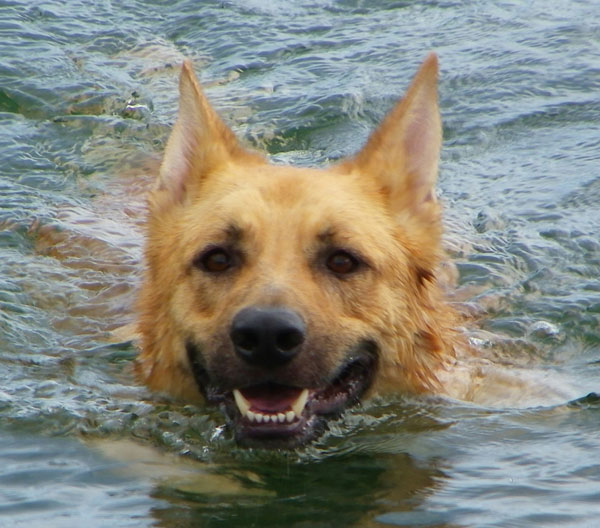 Bear loves swimming