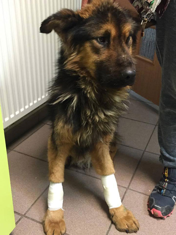 beau young gsd treated appallingly by humans