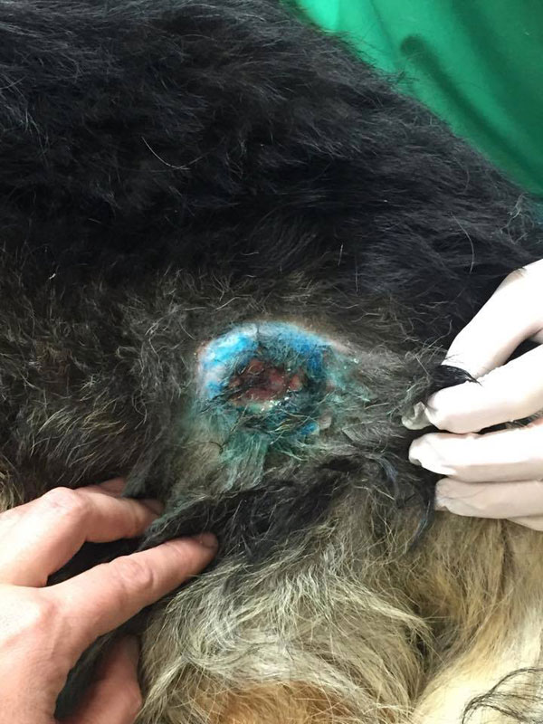 Beau was covered in infected sores and wounds which had not been treated