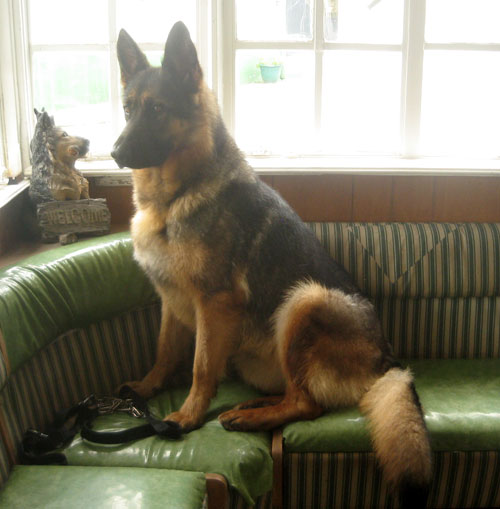Becca the gsd likes the office sofa at the kennels