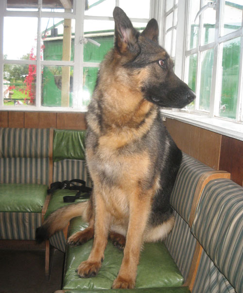 Becca the german shepherd waiting for her new mum and dad to come and get her