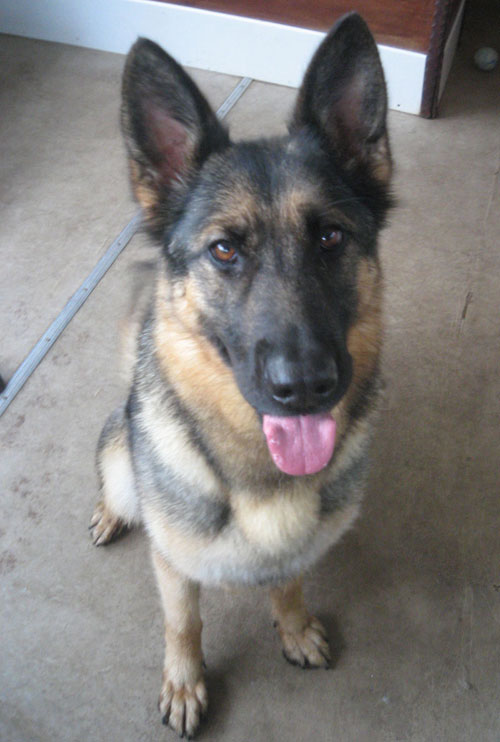 Becca is a gorgeous big young German Shepherd