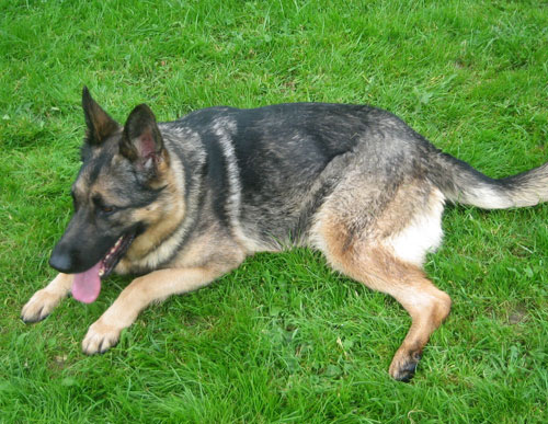 beautiful Becca, large young female gsd