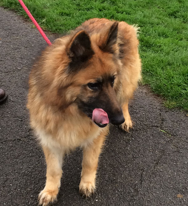 Bekkie the older gsd needs a home not kennels