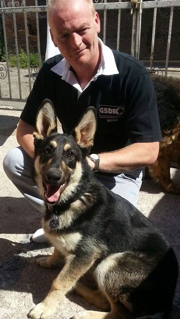 bella the gsd puppy and a gsdr volunteer