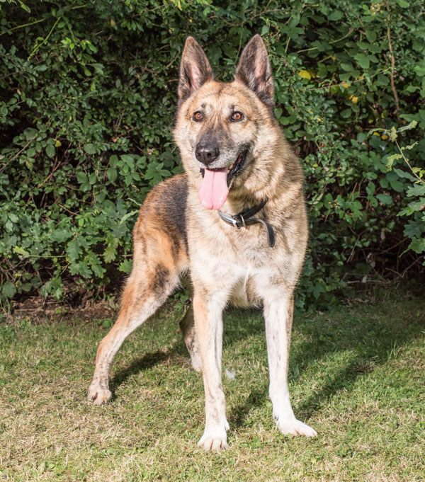 Benji the german shepherd is such a handsome boy with beautiful markings