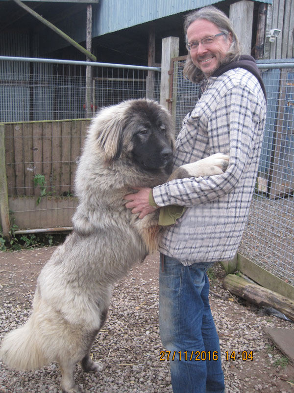 Caucasian shepherds love to jump up at you