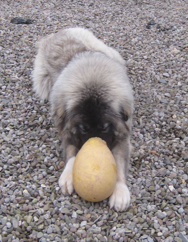 Bertha the caucasian shepherd with her nose stuck inside the running egg........