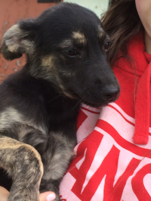 Bertie gsd puppy enjoying a cuddle