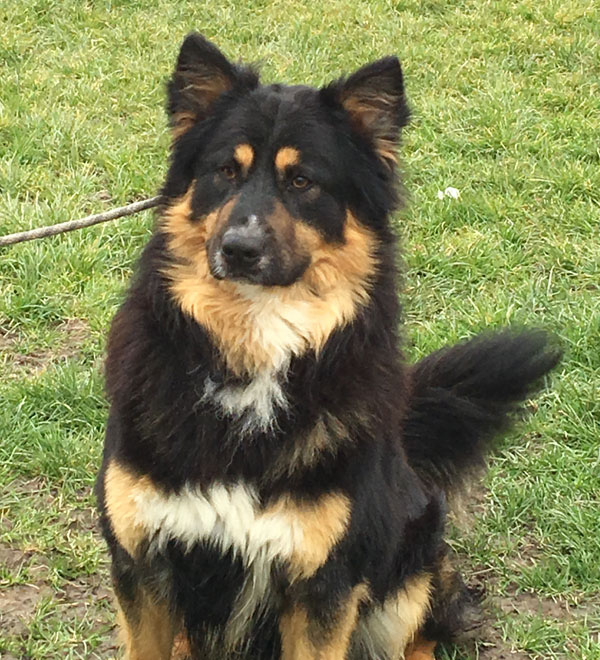 Bilbo the GSD bucovina cross can do handsome very easily