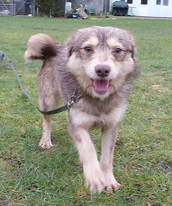 young dog in kennels over a year waiting for home