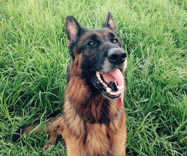 Blue the GSD has a beautiful face