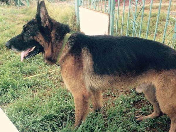 Blue the GSD is a lovely gentle boy