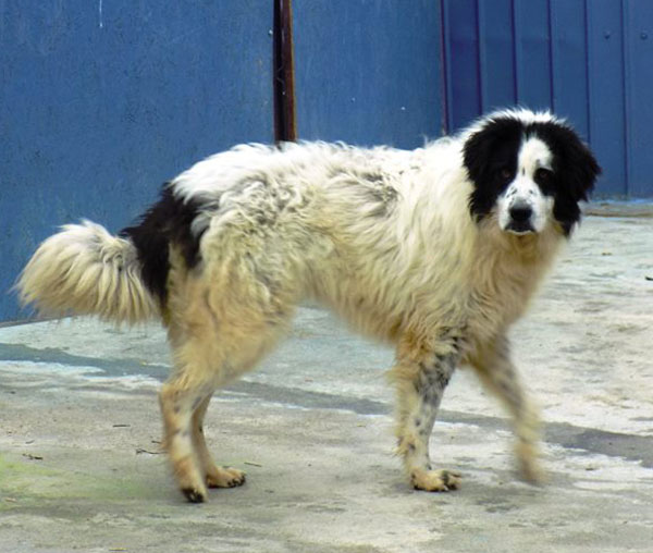 bucovina shepherd puppy