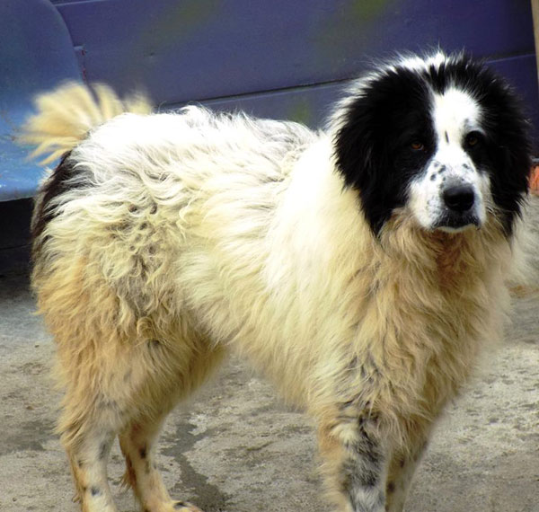 bucovina shepherd puppy