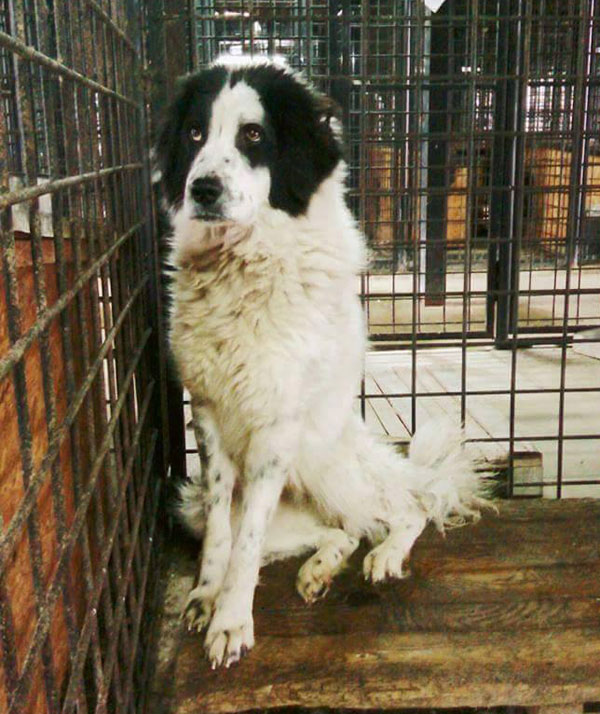 Blueberrythe bucovina shepherd, emaciated and all hope gone from her eyes!