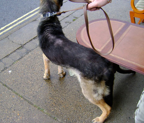 fur loss on german shepherd due to sheer neglect