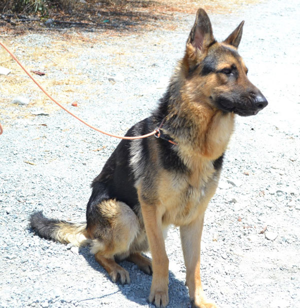 Bobby the german shepherd is still very much a puppy