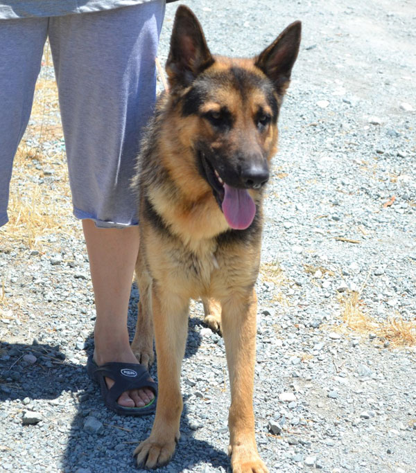 Bobby the GSD puppy will make a great family pet with an active family