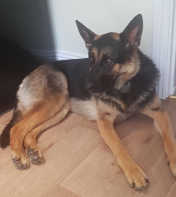 Bonnie - Wiltshire