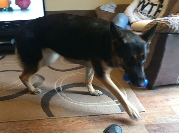 Boo the young gsd loves her toys and just wants you to play with her